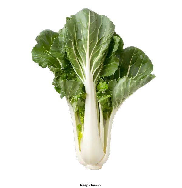 [Transparent Background PNG]Fresh Green Bok Choy on White Background