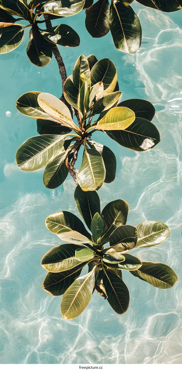 Tropical Leaves Over Water