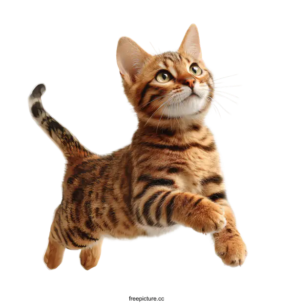 [Transparent Background PNG]Adorable Bengal Kitten in Mid-Air