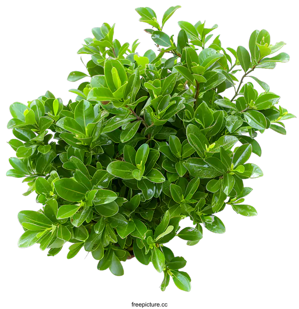[Transparent Background PNG]Green Bush Isolated on White Background