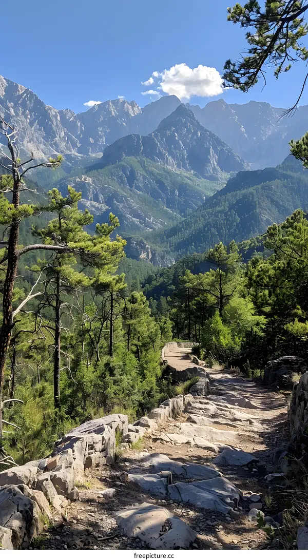 Mountain Trail Winding Through Forest