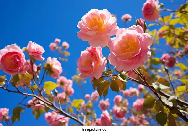 Light pink roses are blooming in full against a clear blue sky