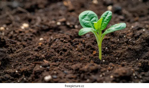 A tiny green shoot emerges from the dark soil