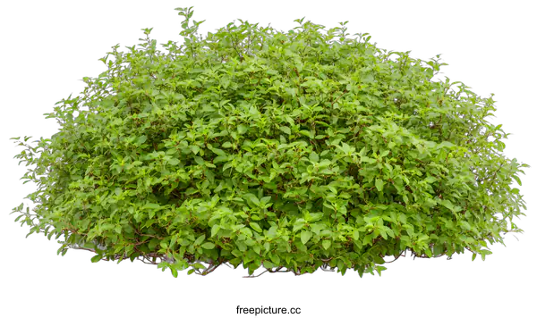 [Transparent Background PNG]Green Bush Isolated on White Background