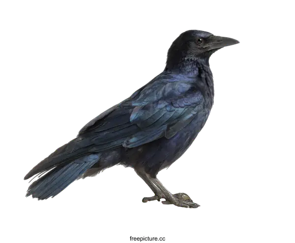 [Transparent Background PNG]Close-up of a Dark Crow Against a White Background