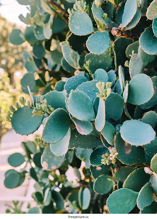 Close Up Of Green Cactus Pads