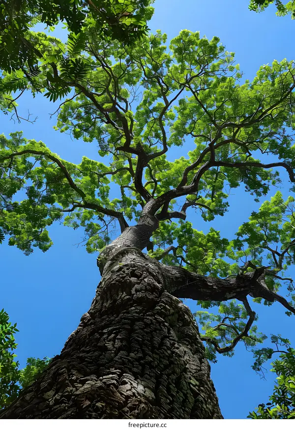 Looking Up At A Tall Tree With Lush Green Foliage
