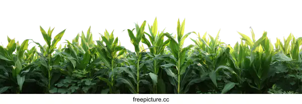 [Transparent Background PNG]Green Corn Field on White Background