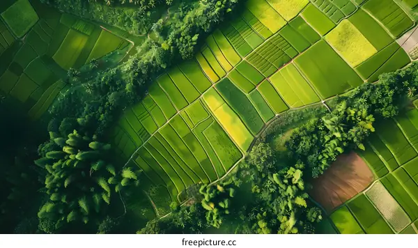 Aerial View of Green Rice Paddies in Rural Area