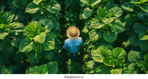 An aerial view of a farmer standing in a lush green field of tobacco plants