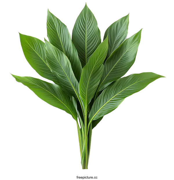 [Transparent Background PNG]Fresh Green Leaves Arrangement on White Background