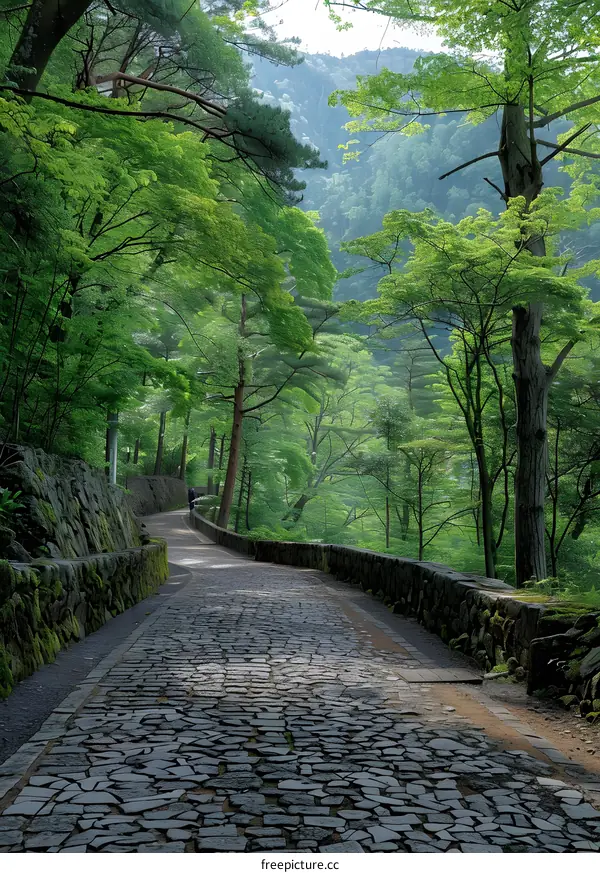 A stone path winds through a lush green forest