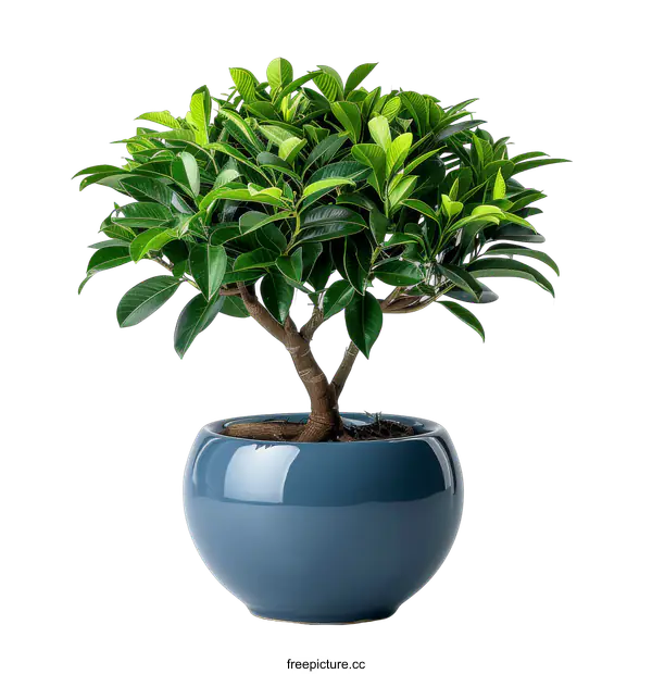 [Transparent Background PNG]Green plant in a gray pot on a black background
