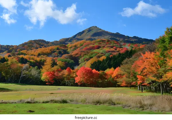 colorful autumn leaves and green pine trees on mountainside