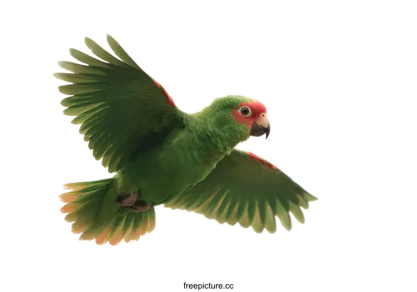 [Transparent Background PNG]Parrot in Flight Against a White Background