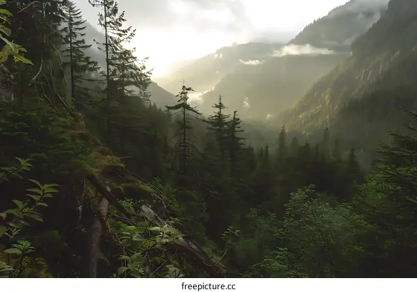 Forest Landscape with Morning Mist and Sunlight