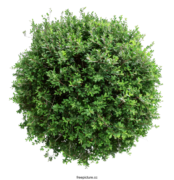 [Transparent Background PNG]Green Bush Top View Isolated on White Background