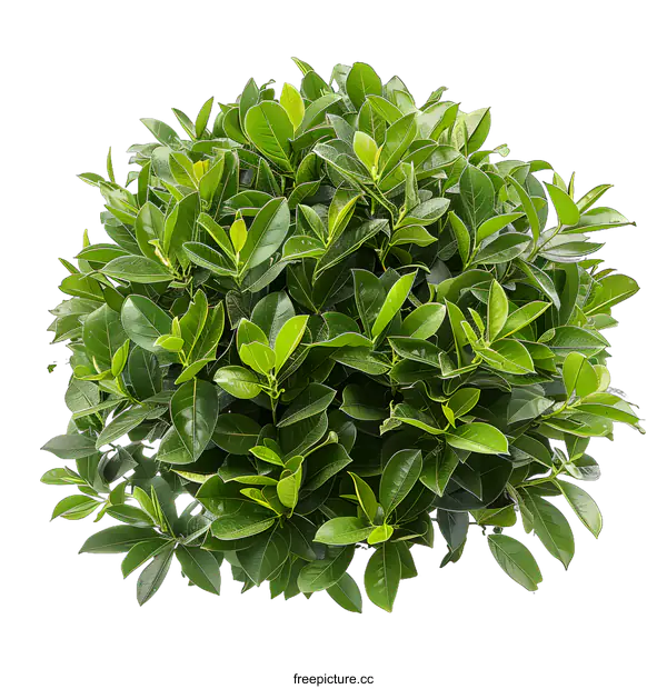 [Transparent Background PNG]Green Bush Plant Isolated on White Background