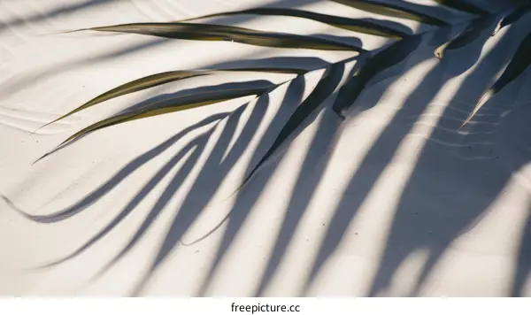 Palm leaf shadow on sand