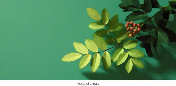 Green Background with Leaves and Berries