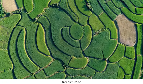 Terraced Rice Paddies Aerial View