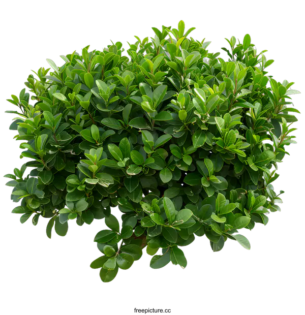 [Transparent Background PNG]Green Bush Leaves Isolated On White Background