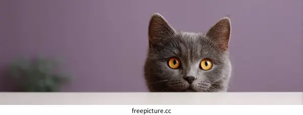 Grey Cat Peeking Over White Surface Against Purple Background