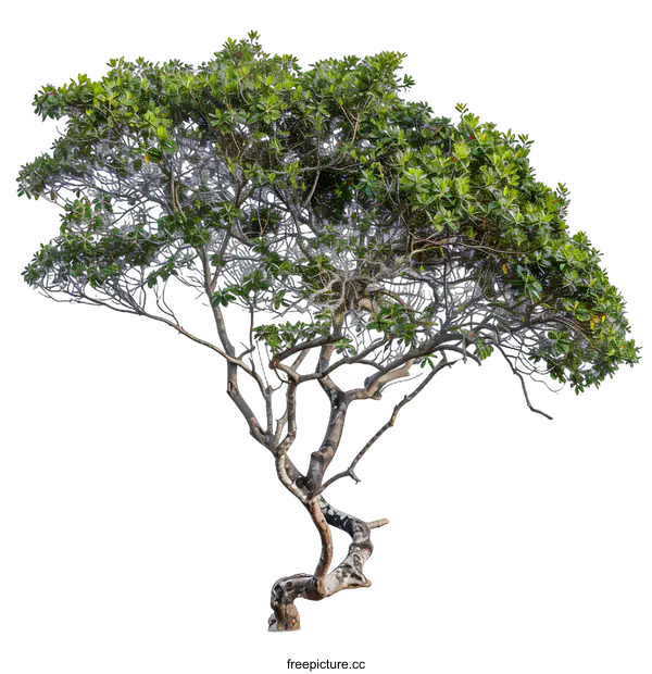 [Transparent Background PNG]Isolated Green Tree with Twisted Branches on a White Background