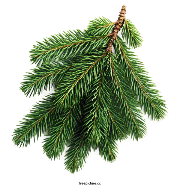 [Transparent Background PNG]Close-up of Fresh Green Fir Branch