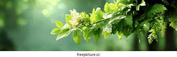 Fresh Green Leaves and Blossoms in Sunlight