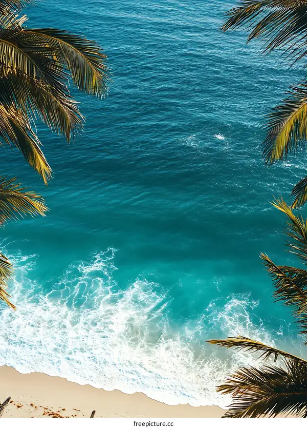 Aerial View of Palm Trees on a Beach