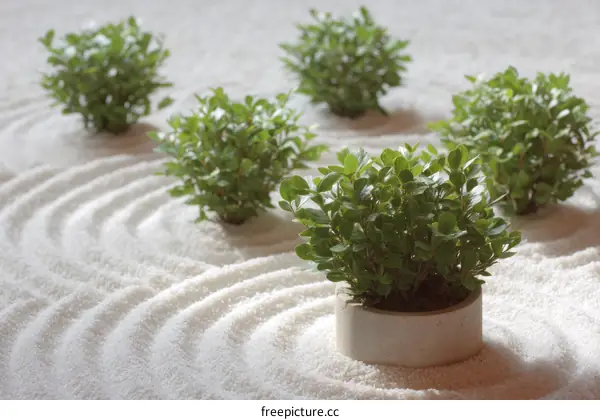 Zen Garden with Miniature Plants