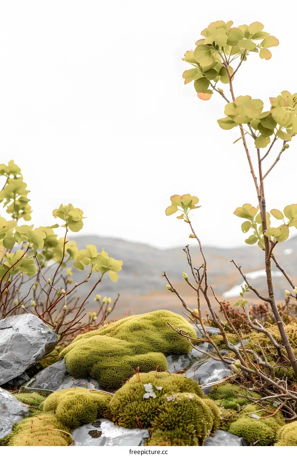 Green Moss and Plants on a Mountaintop