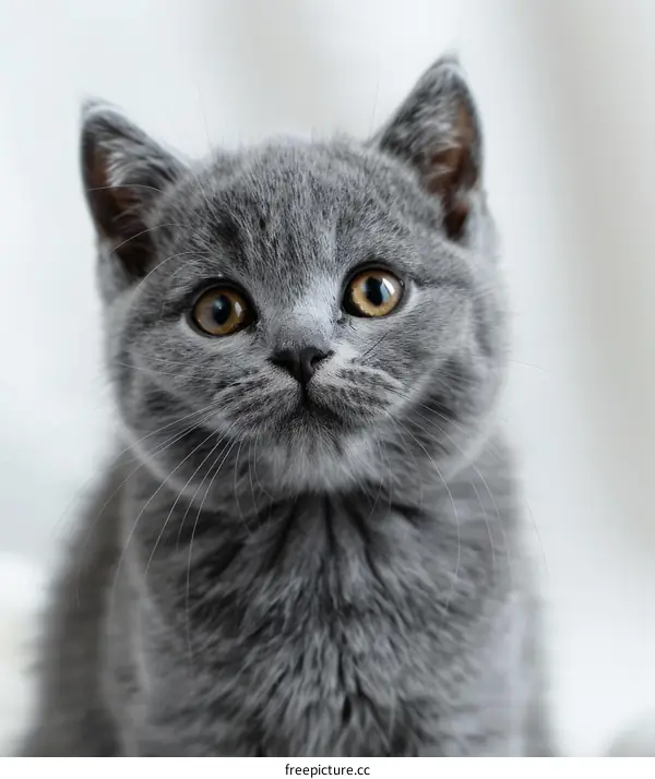 A cute gray kitten looking up