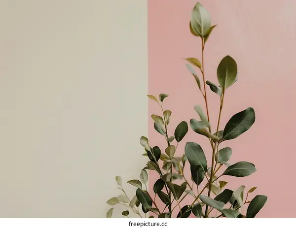 Green Plant Against Pink and Beige Background