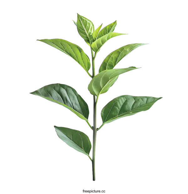 [Transparent Background PNG]A green plant with many leaves on a white background