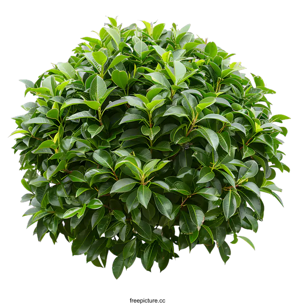 [Transparent Background PNG]Green Bush with White Background