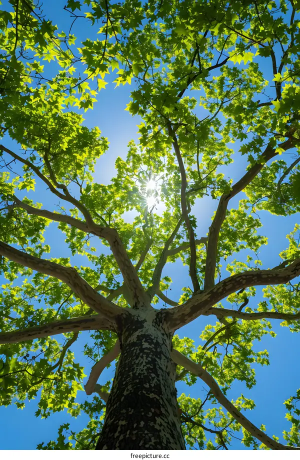 Looking up at the lush green leaves of a tree with the sun shining through