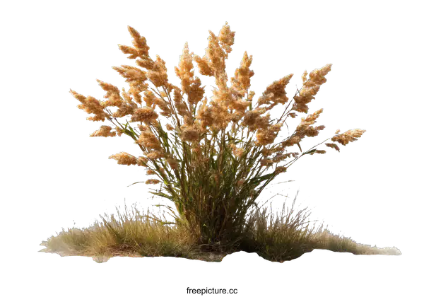[Transparent Background PNG]Golden Grass Cluster on Sandy Ground