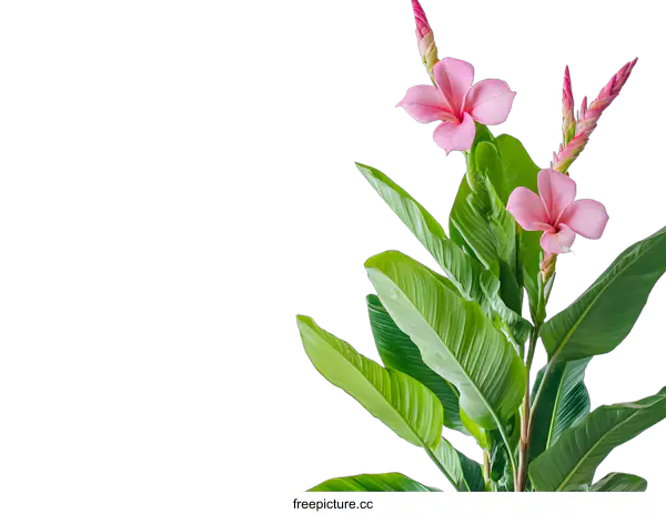 [Transparent Background PNG]Pink Flower Plant With Green Leaves Against White Background