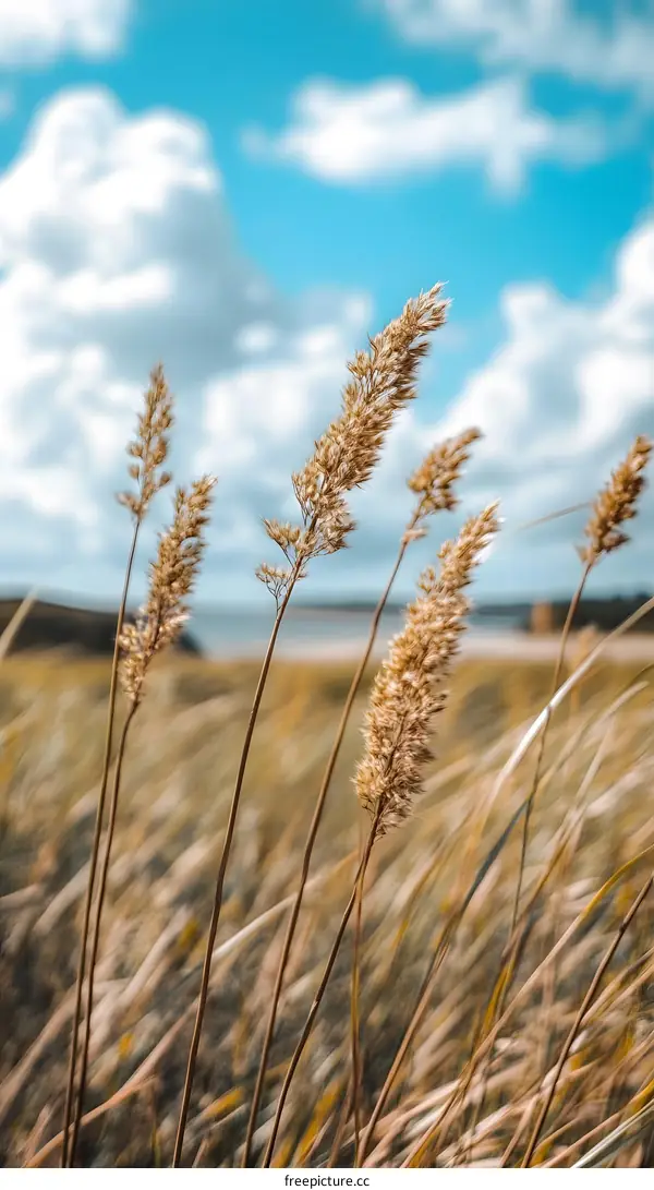 Close up of Tall Grass in Wind Against Blue Sky
