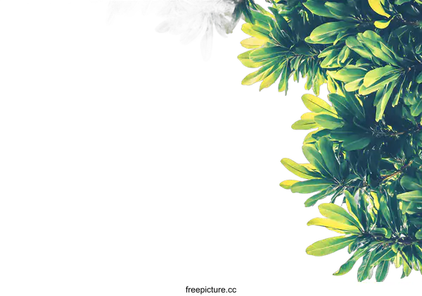 [Transparent Background PNG]Green Leaves Corner Frame White Background