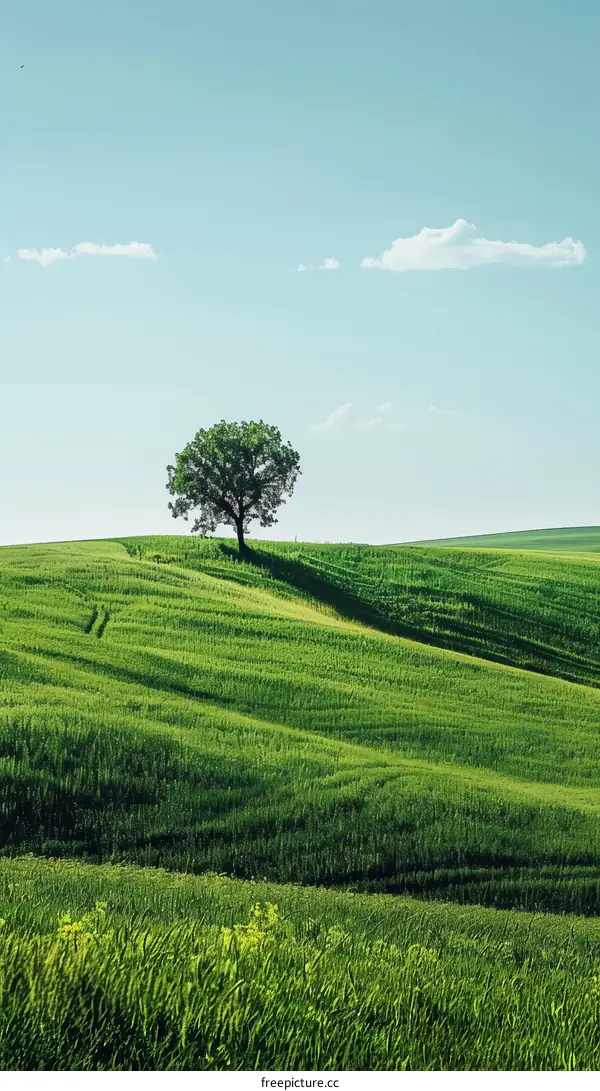 Lonely Tree on a Hill