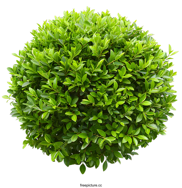 [Transparent Background PNG]Green Bush Isolated on White Background