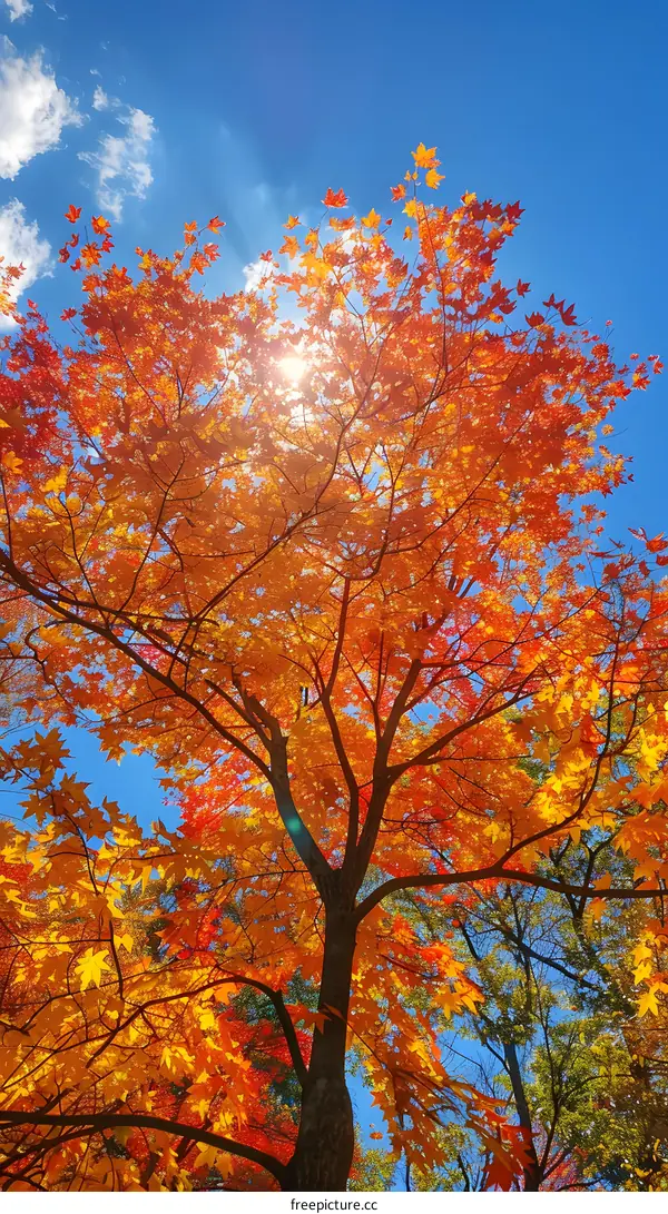 Looking Up at a Vibrant Autumn Tree