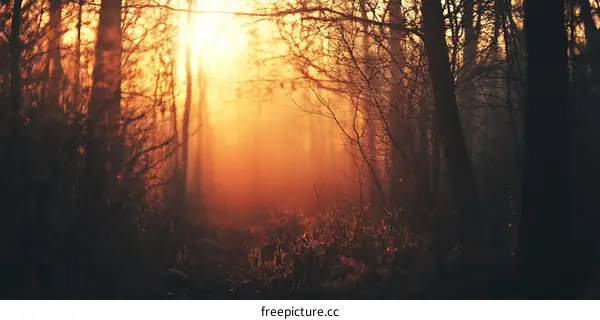 Forest Trees Sunlight Fog Landscape Photography