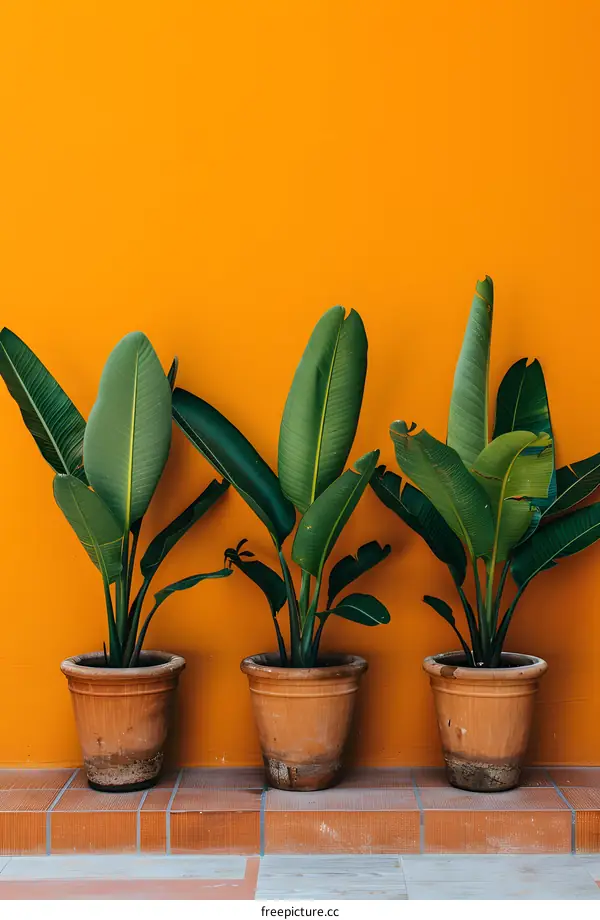 Green Plants In Terracotta Pots Against Orange Wall