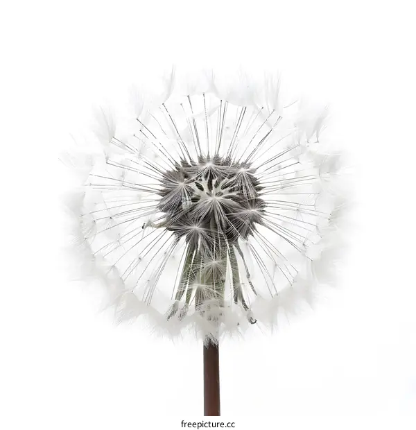 Close Up of a Dandelion Seed Head