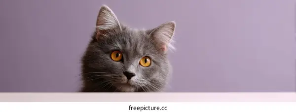 Close-up Gray Cat Portrait Against a Lavender Background