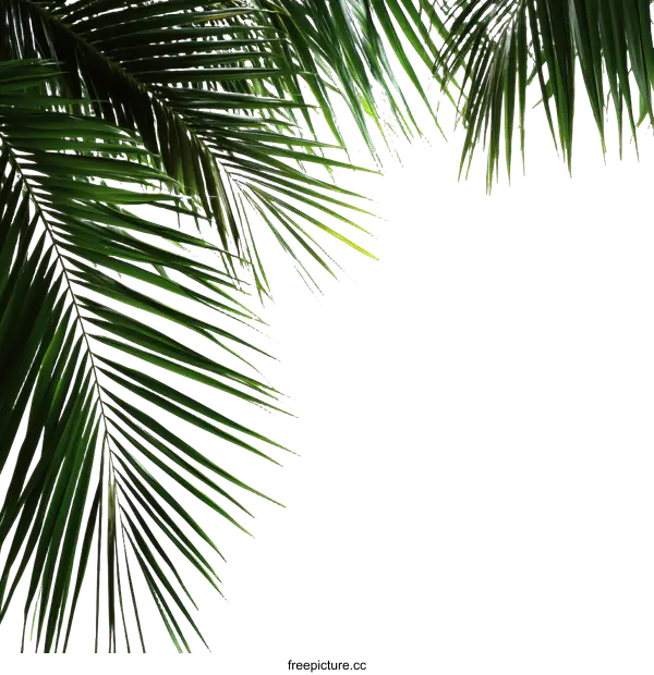 [Transparent Background PNG]Palm Leaves Tropical Nature Background